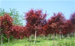 紅楓品種鑒賞與市場探析