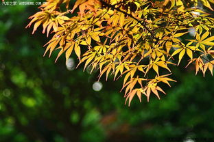 日本紅楓 秋日園林中的一抹絕美赤紅