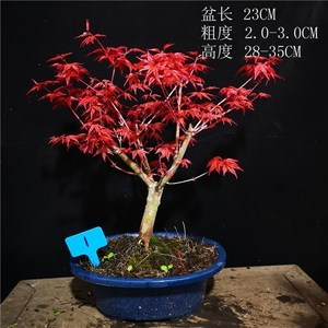 日本紅楓“出猩猩” 庭院中的一抹烈焰